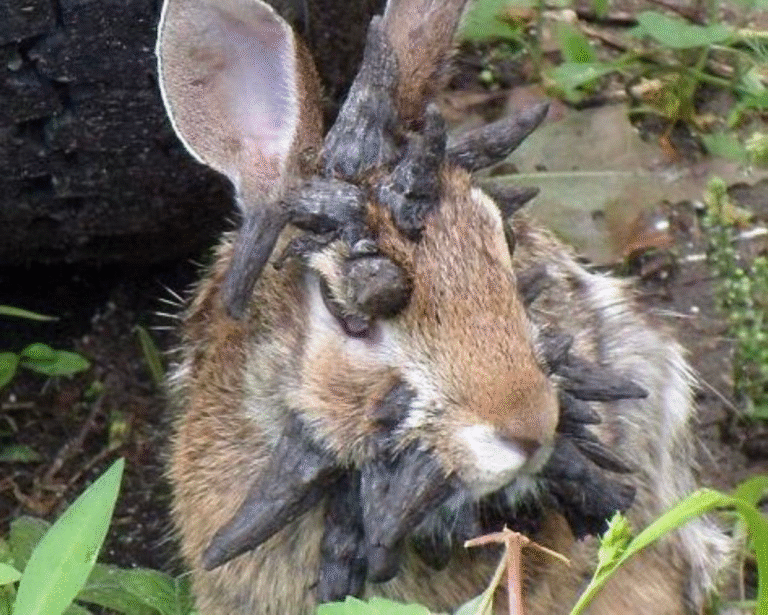 A wild cottontail rabbit in a grassy backyard with multiple black, spiky, horn- and tentacle-like growths protruding from its head and face, giving it an otherworldly appearance.